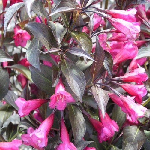 WEIGELA RUBY ANNIVERSARY