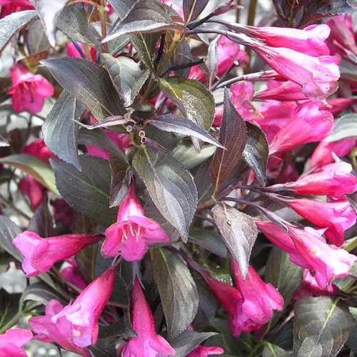 WEIGELA ALEXANDRA