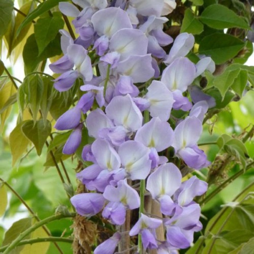 WISTERIA BLUE SAPPHIRE