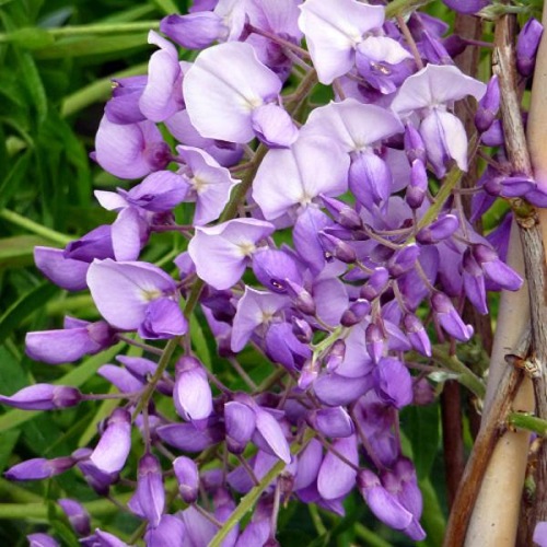 WISTERIA CAROLINE