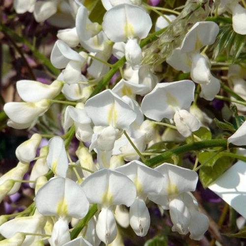 WISTERIA WHITE SILK