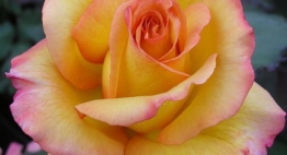 Rose Freddie Mercury