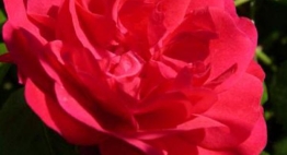 Fathers Day Rose