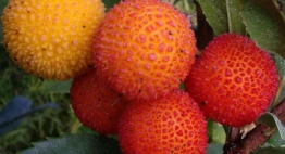 Christmas Plants