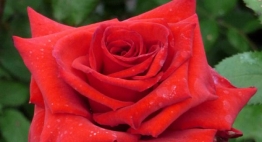 Birthday Rose For Dad