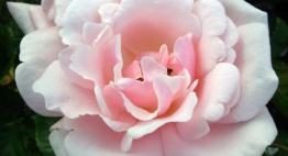 Pearl Anniversary Rose