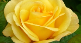 Mothers Day Roses