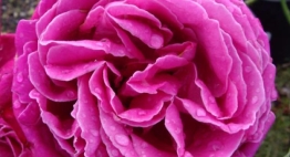 Birthday Rose For Dad
